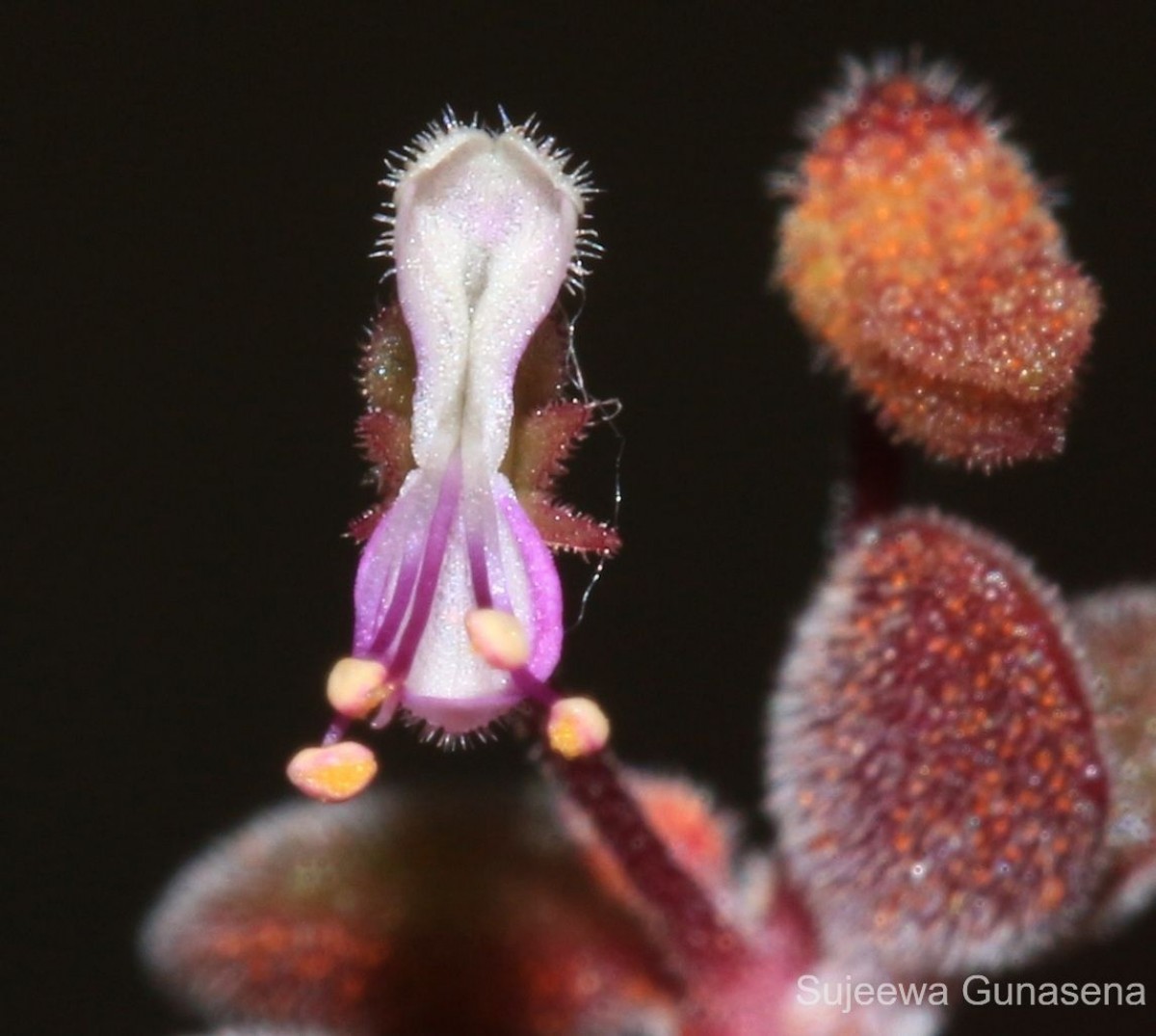 Coleus prostratus (Gürke) A.J.Paton